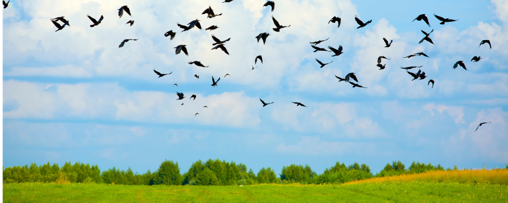 שמורת הטבע החולה – ציפורים, ג'מוסים וביצות